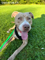 Bailys - unser lebensfroher Hundeschönling