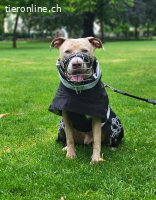 Bailys - unser Schönling