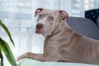 Bailys - unser Schönling