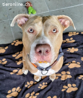 Bailys - unser Schönling