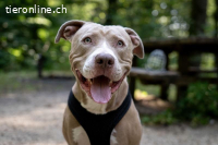 Bailys - unser Schönling