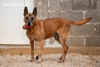 Baks (ca. 11 Jahre)- Senior möchte endlich Ankommen