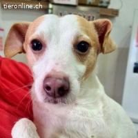 Baku – ein liebevoller Sonnenschein möchte ankommen