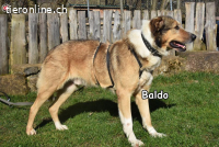BALDO
