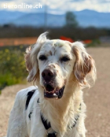 Baldone - wo ist nur seine Familie ?