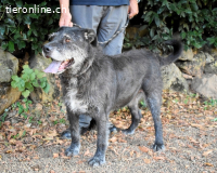 Baldovino - Lieber, großer Kerl fragt: Darf ich zu Dir?