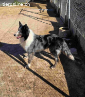 suchst du ein folgsamer wunderschöner Hund? Er heisst Bali