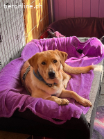 Bali der sanfte Riese sucht ein zuhause