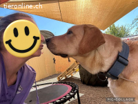 Bali der sanfte Riese sucht ein zuhause