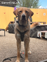 Bali der sanfte Riese sucht ein zuhause