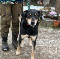 Bandi-7, bezaubernder Vierbeiner