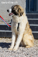 Bandon (ca. 1 Jahr) sucht sein großes Glück