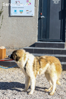 Bandon (ca. 1 Jahr) sucht sein großes Glück