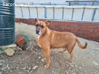 Barelli - der liebe Hund sucht positiv gesinnte Personen