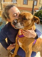 Barelli - der liebe Hund sucht positiv gesinnte Personen