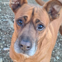 Barelli - der liebe Hund sucht positiv gesinnte Personen