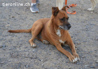 Barelli - der liebe Hund sucht positiv gesinnte Personen