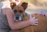 Barelli - der liebe Hund sucht positiv gesinnte Personen