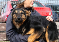 Batman – ein kleiner Held auf vier Pfoten sucht sein Zuhause