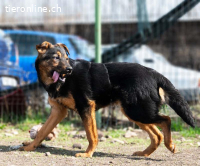 Batman – ein kleiner Held auf vier Pfoten sucht sein Zuhause