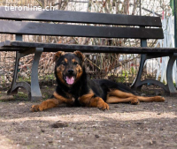 Batman – ein kleiner Held auf vier Pfoten sucht sein Zuhause