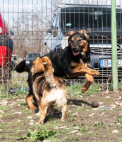 Batman – ein kleiner Held auf vier Pfoten sucht sein Zuhause