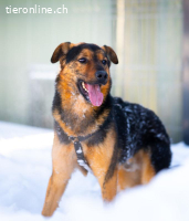 Batman – ein kleiner Held auf vier Pfoten sucht sein Zuhause