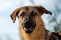 Beethoven (2 Jahre)- Große Pfoten, großes Glück