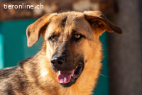 Beethoven (2 Jahre)- Große Pfoten, großes Glück