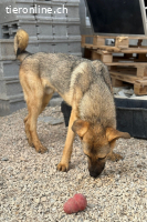 Beethoven (2 Jahre)- Große Pfoten, großes Glück