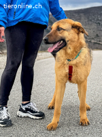 Beethoven (2 Jahre)- Große Pfoten, großes Glück