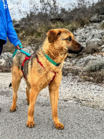 Beethoven (2 Jahre)- Große Pfoten, großes Glück