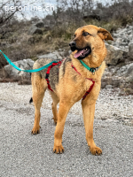 Beethoven (2 Jahre)- Große Pfoten, großes Glück