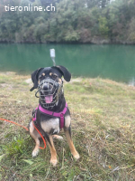 Bella - Charakterhündin sucht dich