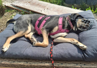 Bella - Charakterhündin sucht dich