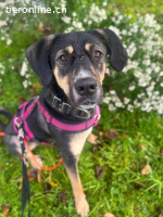 Bella - wunderschöne Charakterhündin