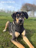 Bella - wunderschöne Charakterhündin