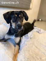 Bella - wunderschöne Charakterhündin