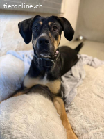 Bella - wunderschöne Charakterhündin