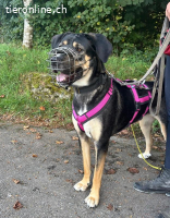 Bella - wunderschöne Charakterhündin