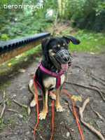 Bella - wunderschöne Charakterhündin