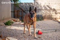 Ben (ca. 11 Jahre)- Senior möchte endlich Ankommen