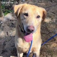 Ben - Labrador-Rüde, der das Herz im Sturm erobert