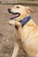 Ben - Labrador-Rüde, der das Herz im Sturm erobert