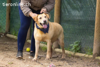 Ben - Labrador-Rüde, der das Herz im Sturm erobert