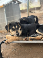 Benito - wunderschöner Junghund sucht ein Zuhause
