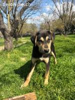 Benito - wunderschöner Junghund sucht ein Zuhause