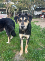 Benito - wunderschöner Junghund sucht ein Zuhause