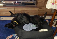 Benji (1,5 Jahre)- Sportskanone sucht sein Glück