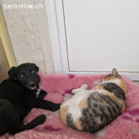Benji – sanfte Hoffnung auf ein Zuhause